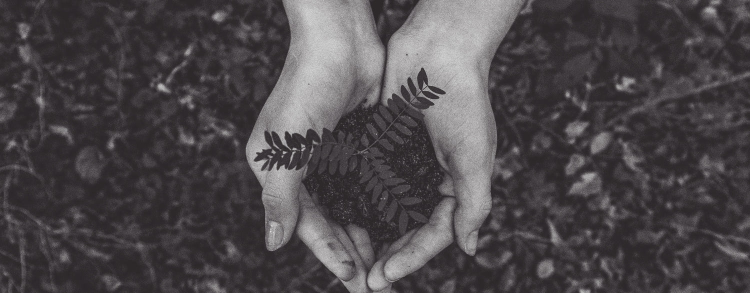 Two hands holding soil and a small plant.